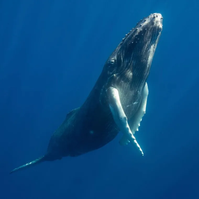 Reference photograph of a humpback whale underwater, rising toward the surface.